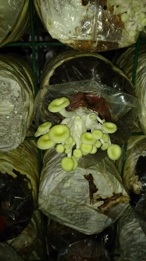 Champignons in een teeltbed in een champignonkwekerij