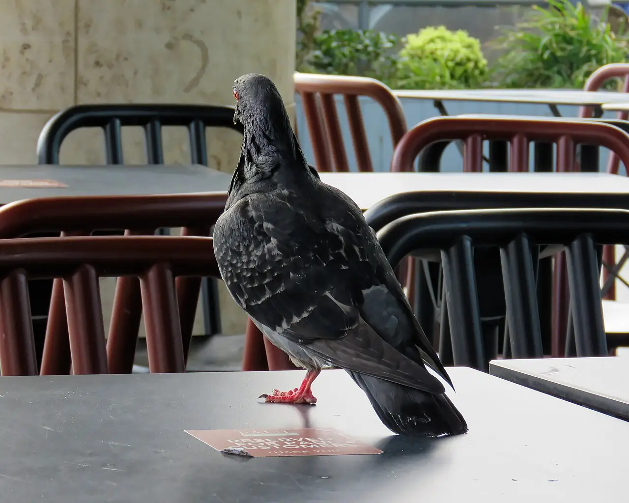 Stadsduif op een tafel van een horecaterras