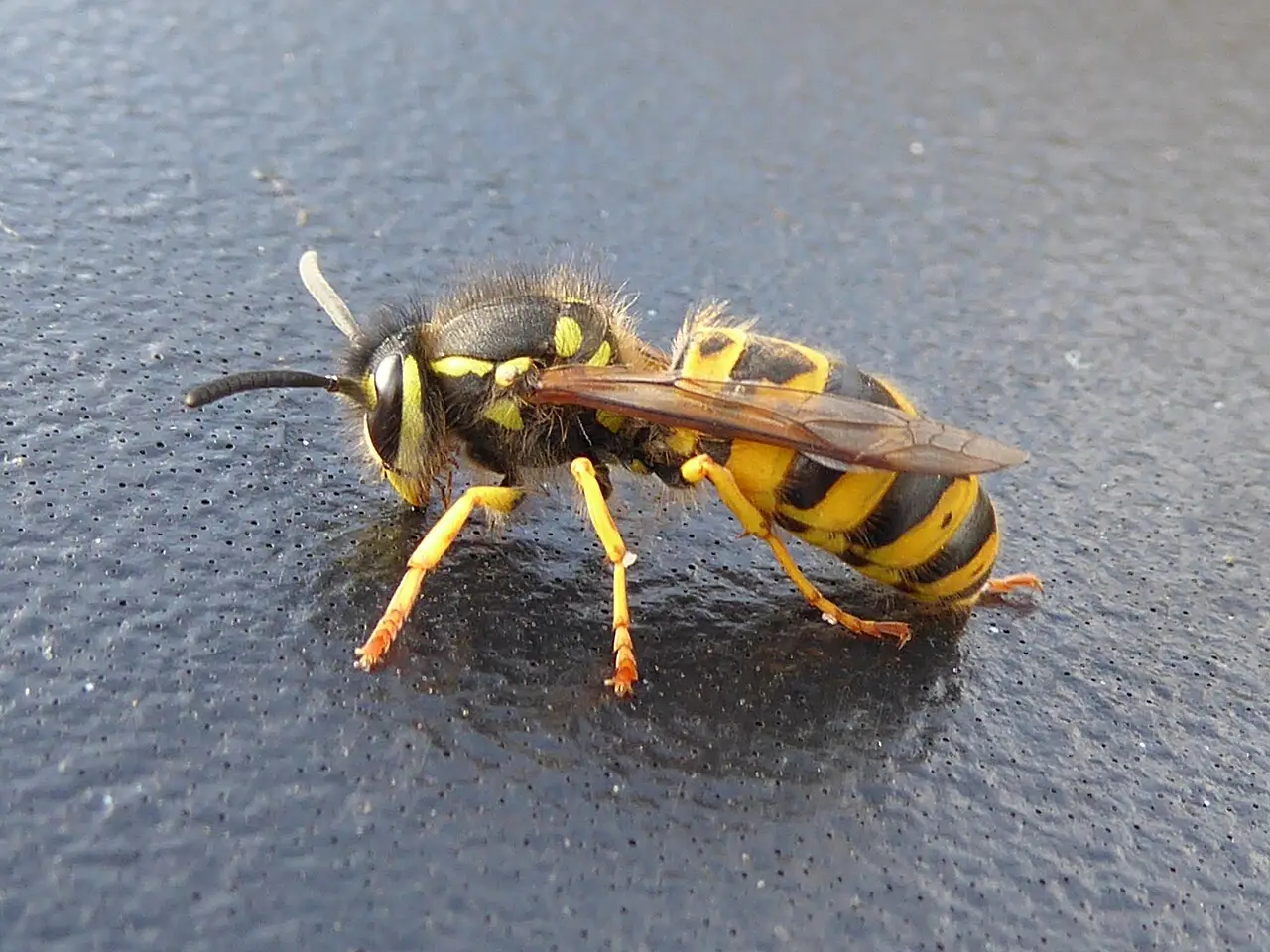 Duitse wesp (Vespula germanica) van dichtbij op een blad
