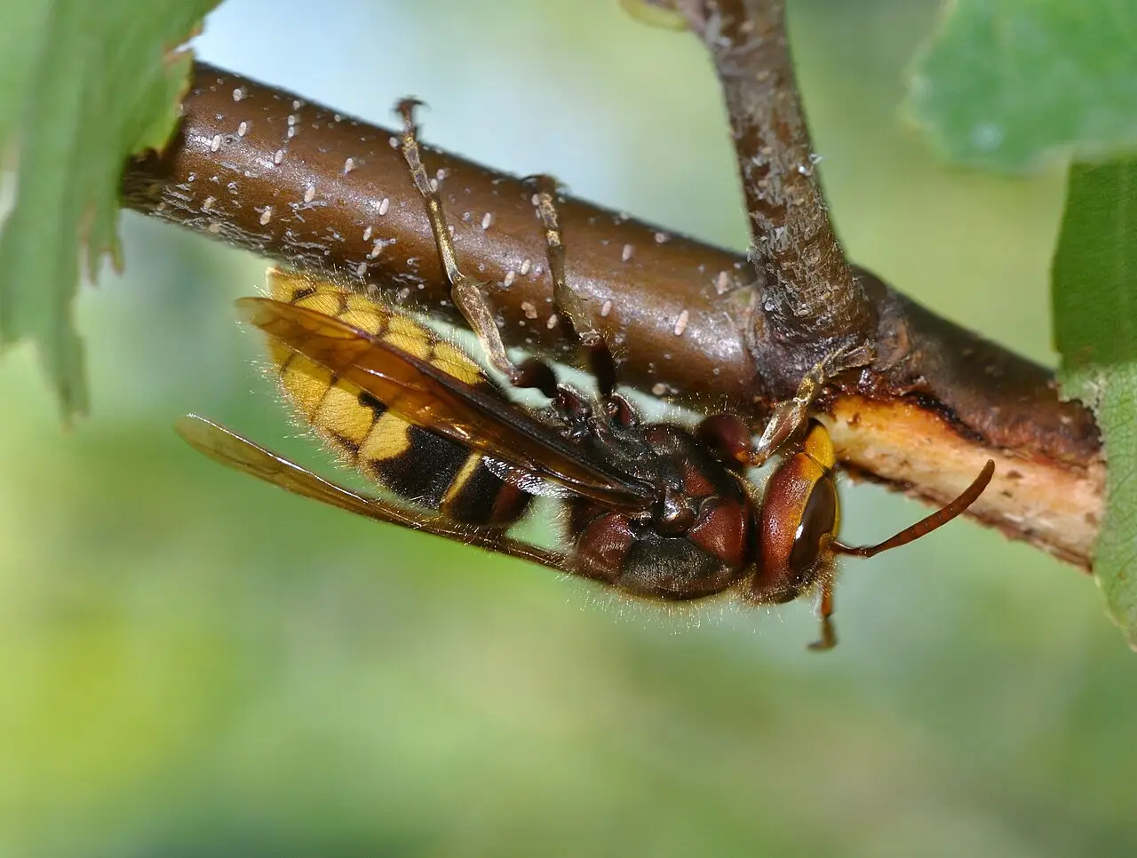 Europese hoornaar (Vespa crabro) met roodbruine tekening op kop en borststuk
