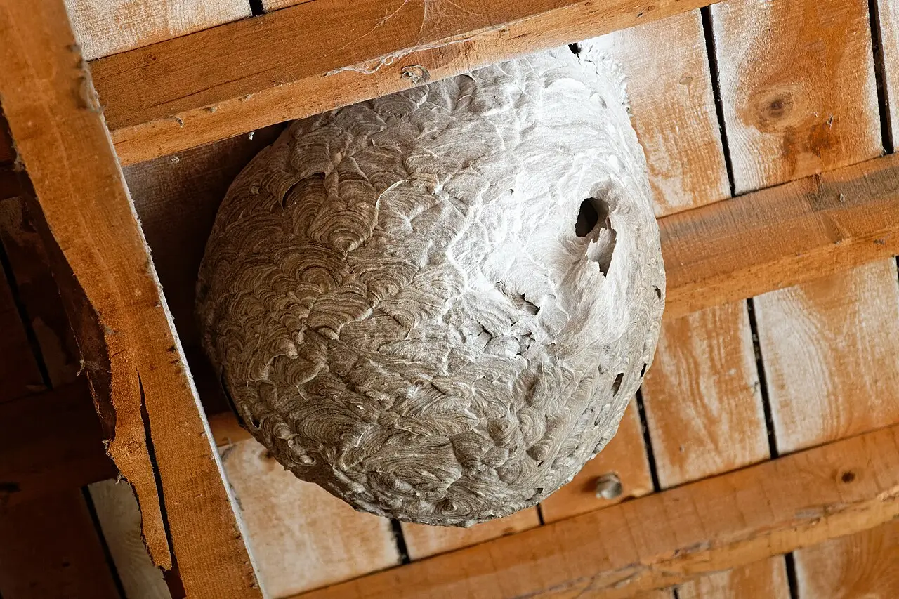 Groot nest van de geelpoothoornaar (Aziatische hoornaar) in een gebouw