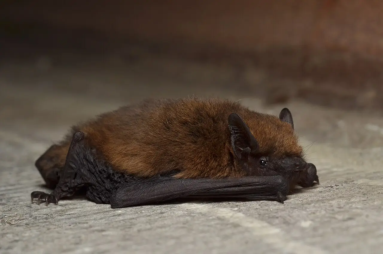 Gewone dwergvleermuis in close-up, de meest voorkomende vleermuis in Nederlandse gebouwen