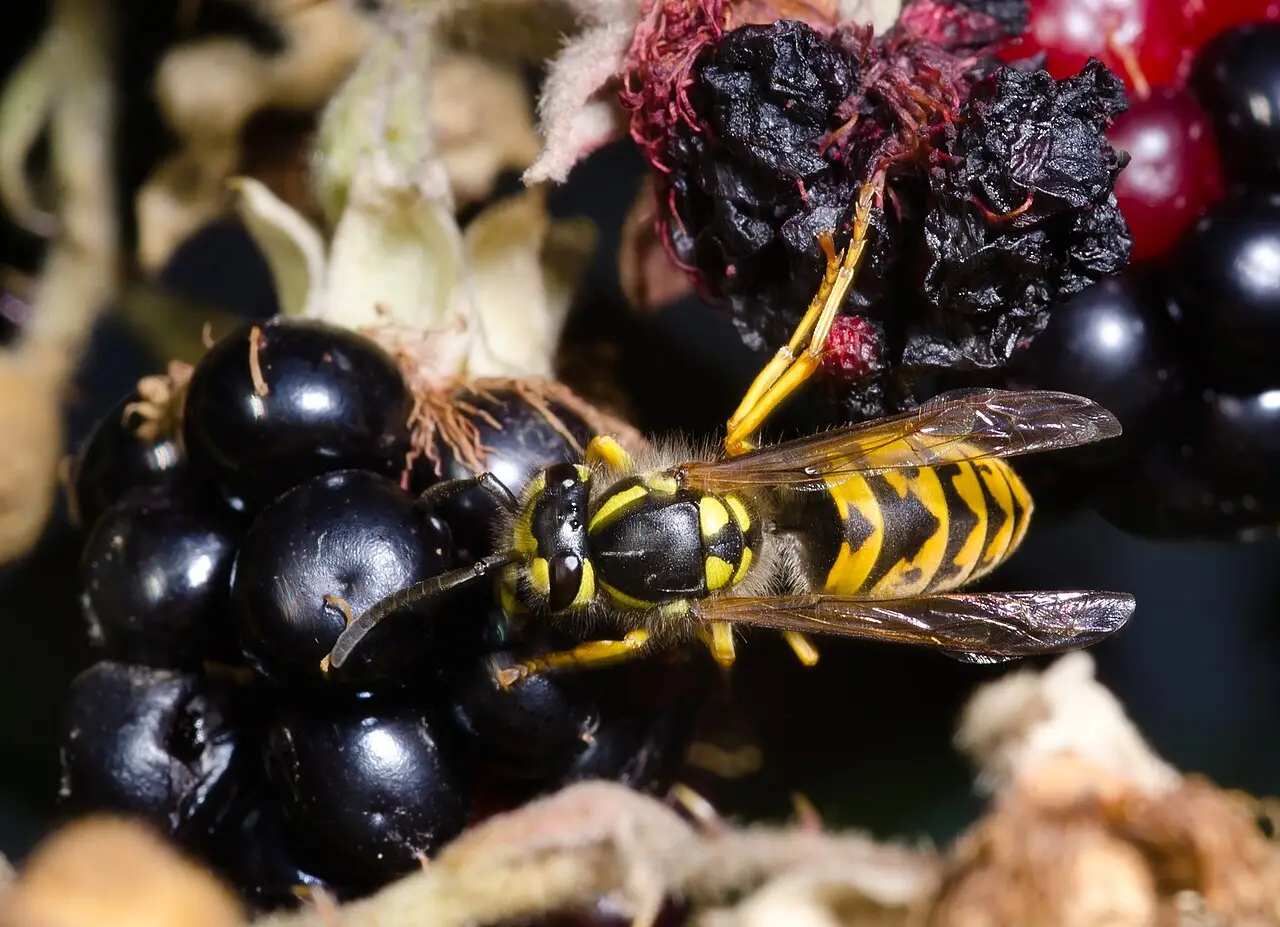 Gewone wesp (Vespula vulgaris) op rijpe bramen in een tuin