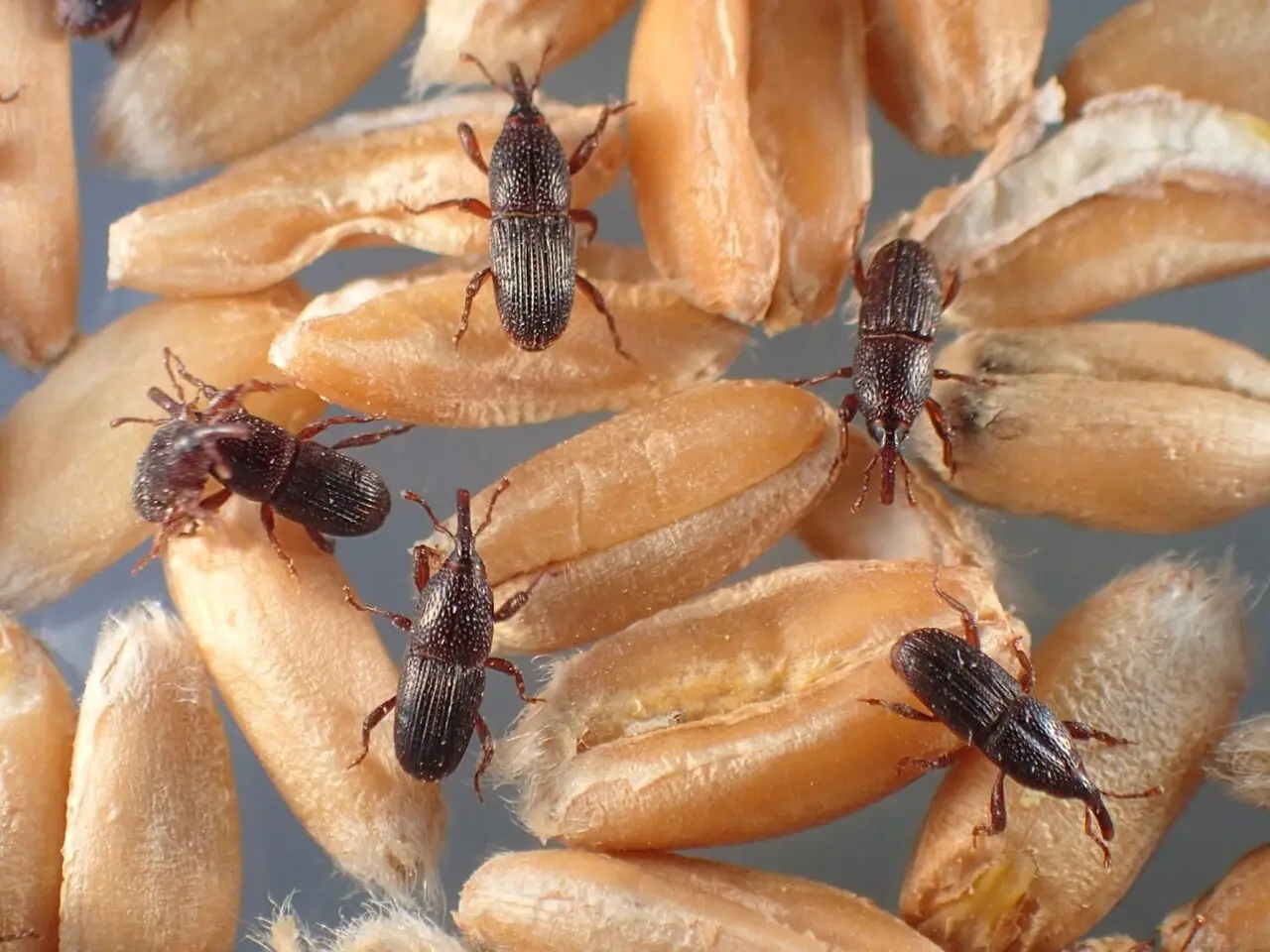 Graanklander (Sitophilus granarius), een kleine snuitkever die graankorrels van binnenuit aantast