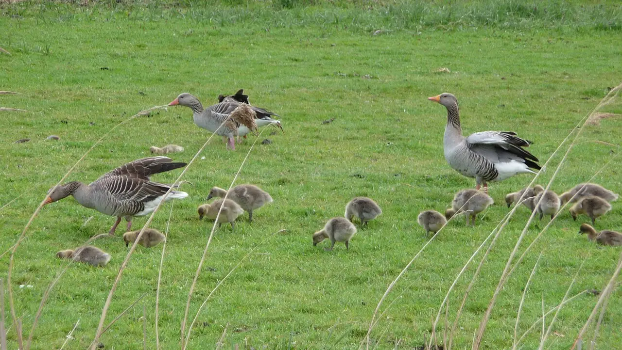 Familie grauwe ganzen die gras eet op een perceel bij de Vinkeveense Plassen