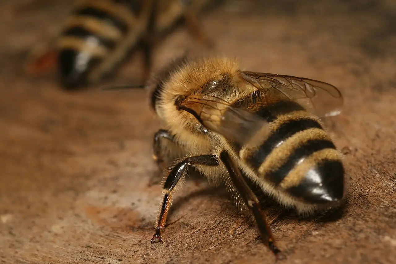 Honingbijen komen aan en vertrekken bij de vliegopening van een bijenkast