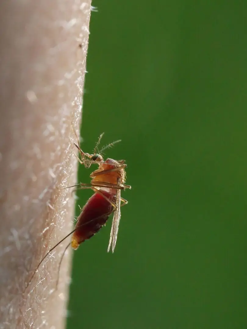Gewone huissteekmug (Culex pipiens), de mug die het westnijlvirus in Nederland kan overbrengen
