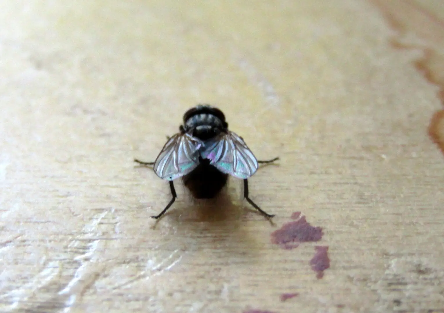 Huisvlieg (Musca domestica) van dichtbij