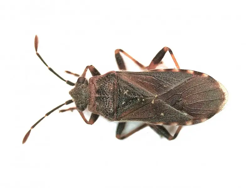 Volwassen iepenridderwants met zwarte kop en dofrode dekschilden op een blad