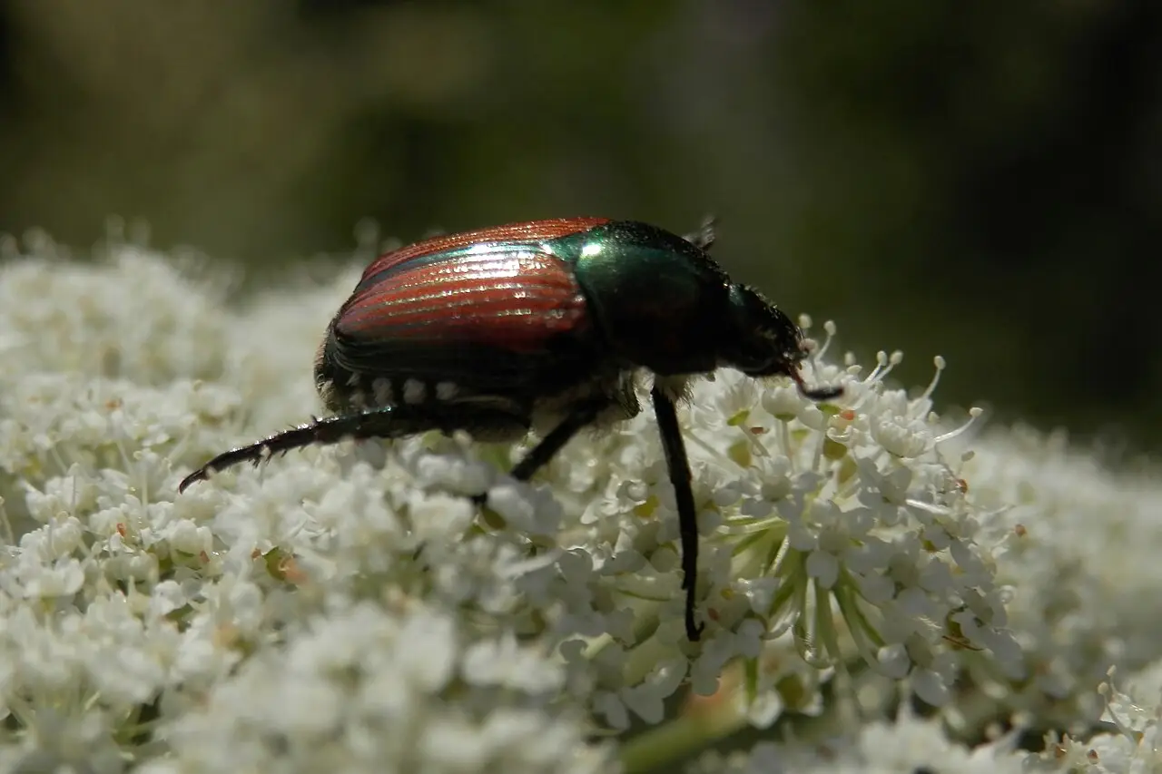 Japanse kever (Popillia japonica) met metaalgroene kop en koperkleurige dekschilden op een blad