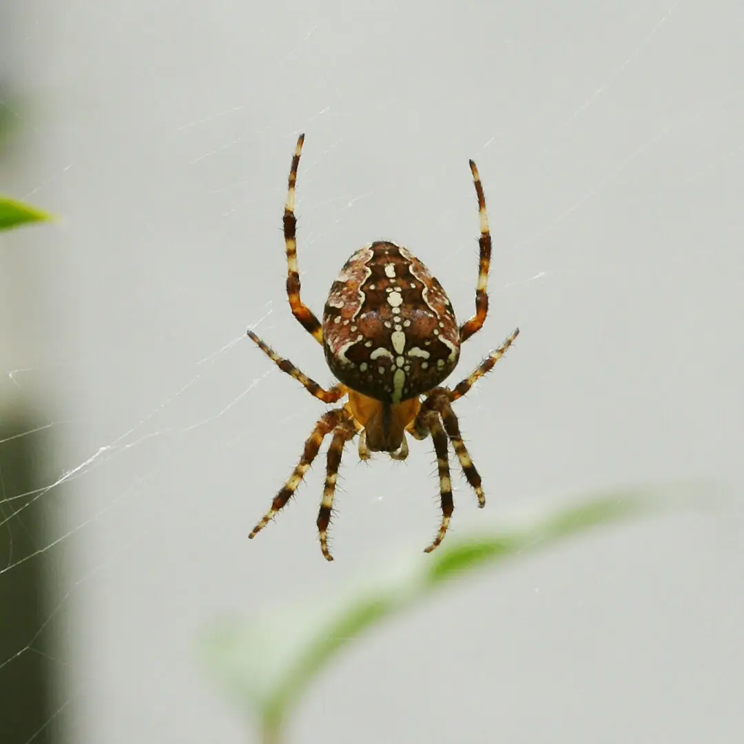 Kruisspin (Araneus diadematus) in haar web