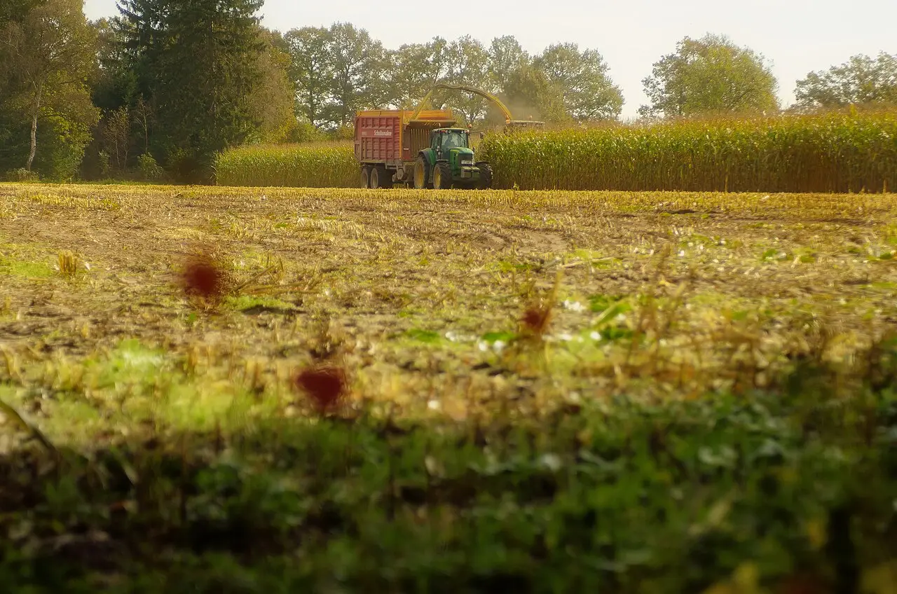Hakselaar haalt de mais van het land