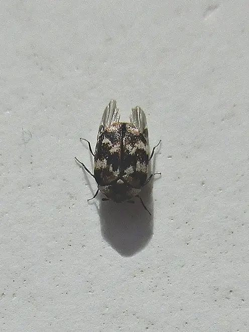 Museumkever (Anthrenus verbasci)