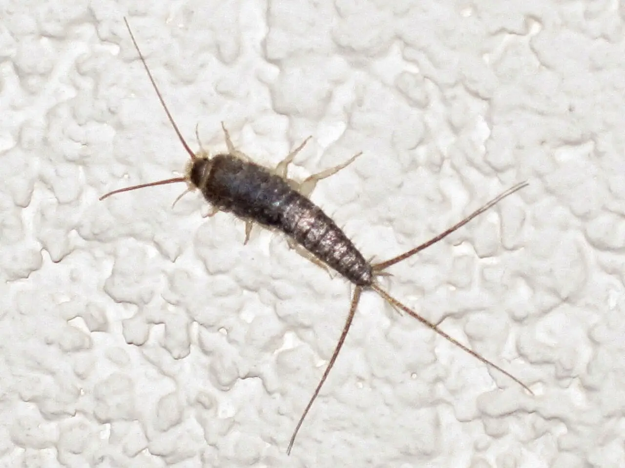 Papiervisje (Ctenolepisma longicaudatum), gefotografeerd in Mook