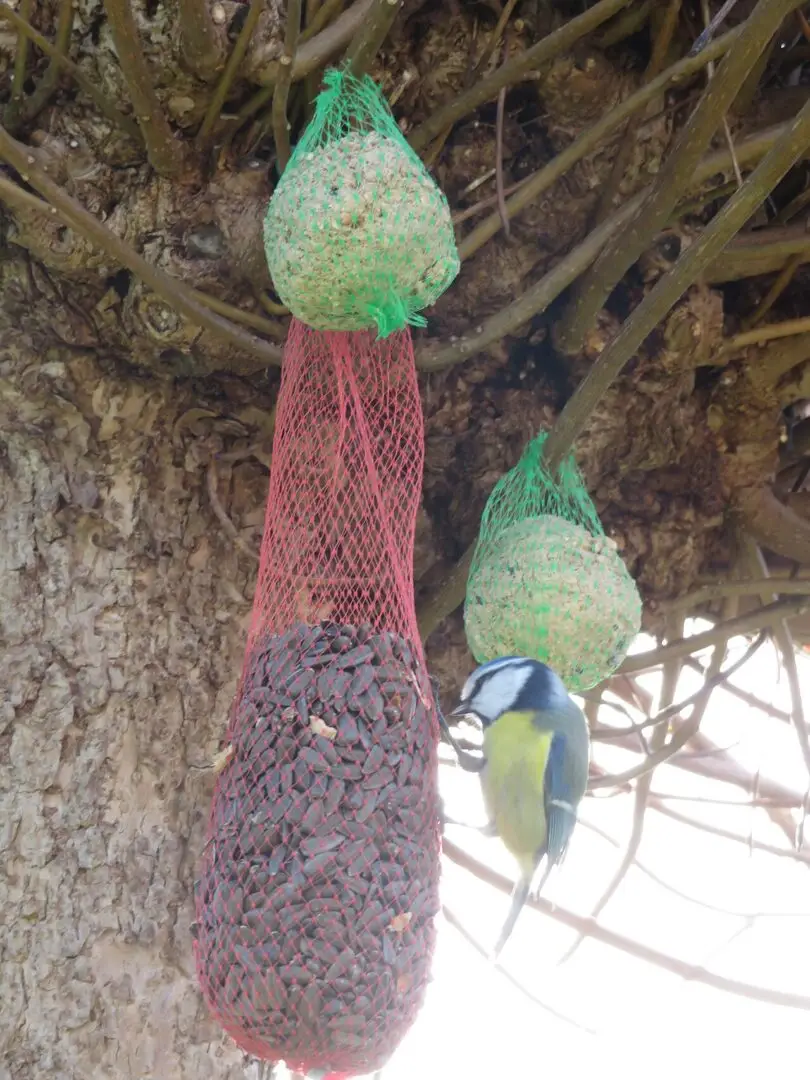 Pimpelmees op een vogelvoedersilo in een tuin