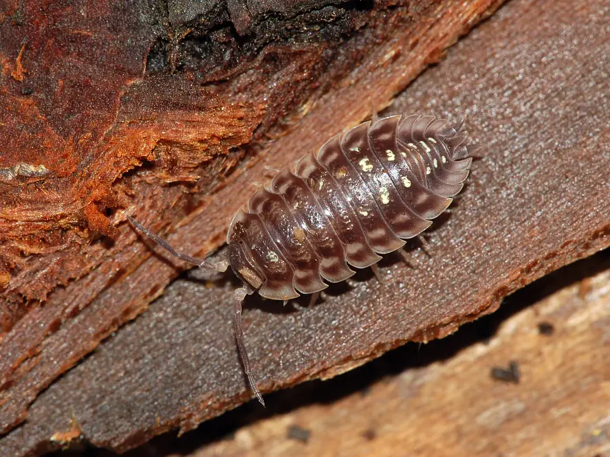 Pissebed (Oniscus asellus) van dichtbij