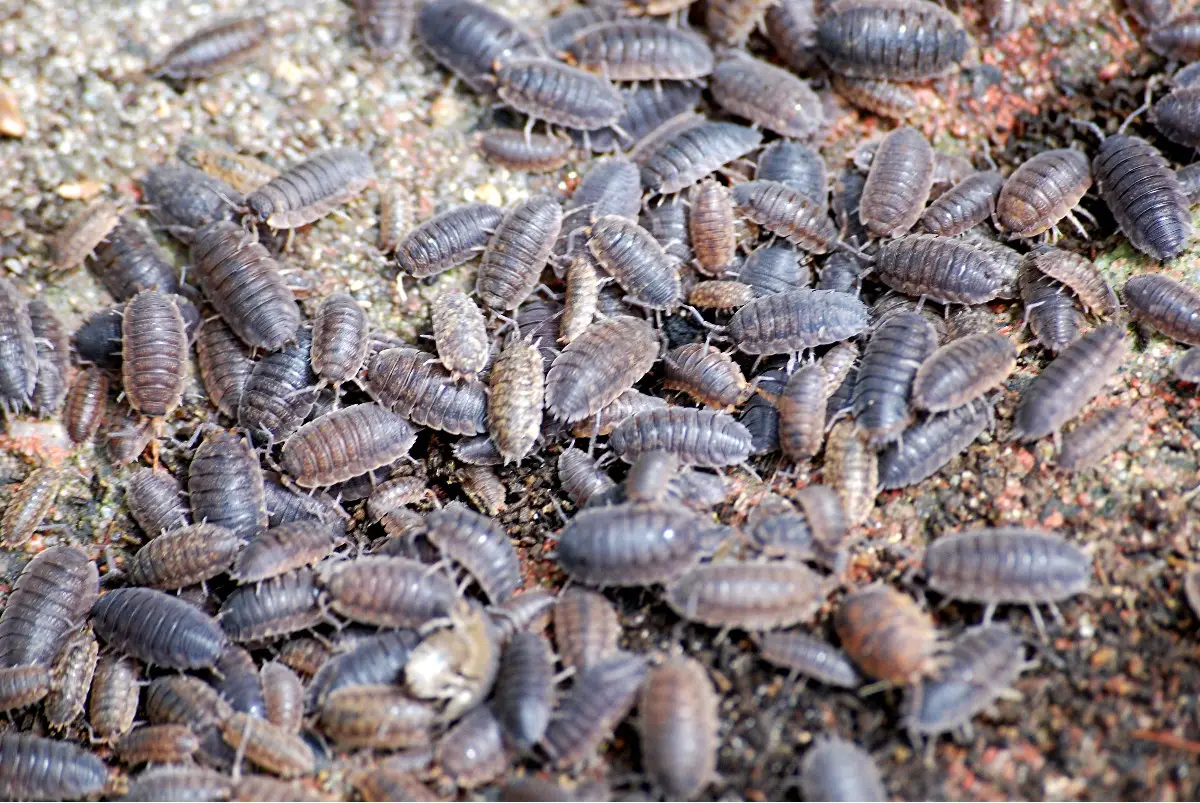 Pissebed (Porcellio scaber)