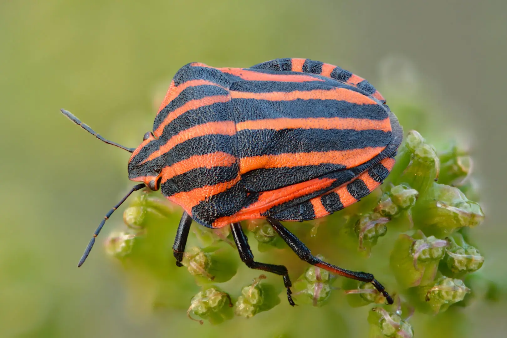 Pyjamaschildwants (Graphosoma italicum) met rood-zwarte strepen op een plant