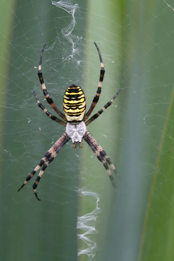 Vrouwtje van de wespspin met gele en zwarte strepen in haar web in de tuin