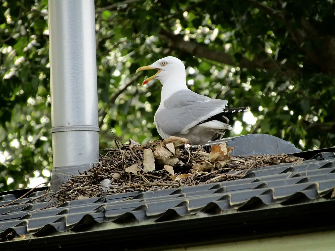 Zilvermeeuw op een nest op een dak in bebouwd gebied