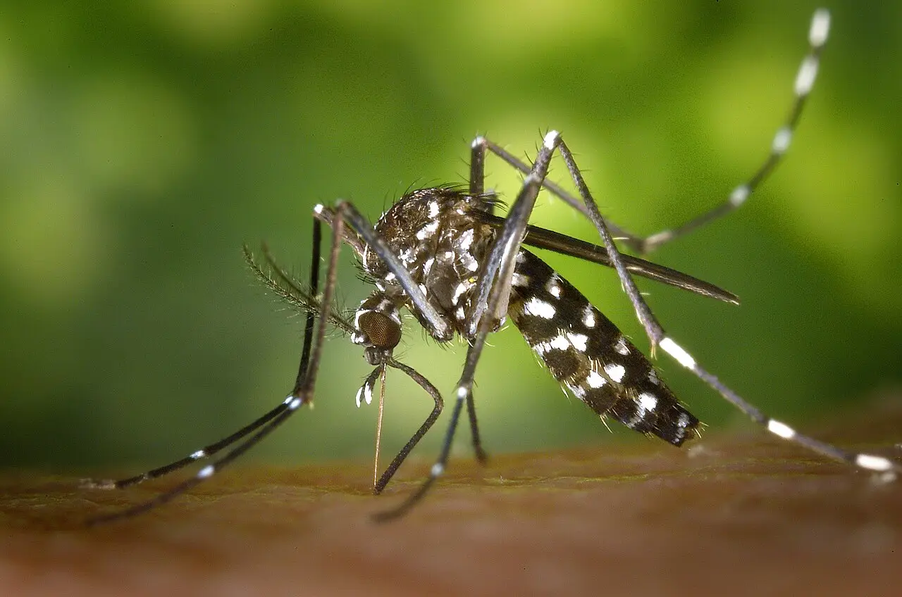 Aziatische tijgermug (Aedes albopictus) met de kenmerkende witte streep op kop en borststuk