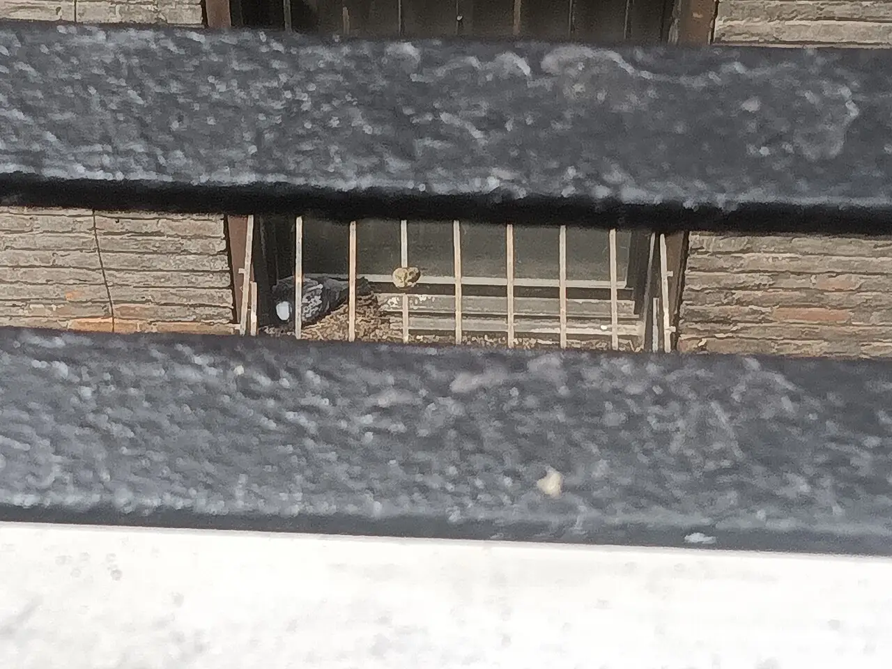 Duif die nestelt in de beugel van een airco-unit aan een gevel