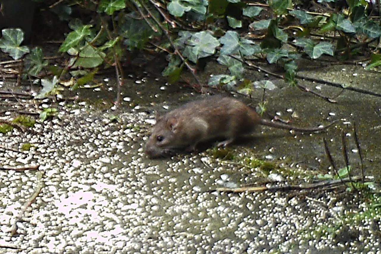 Bruine rat op een betonnen rand naast een heg, op zoek naar voedsel en water
