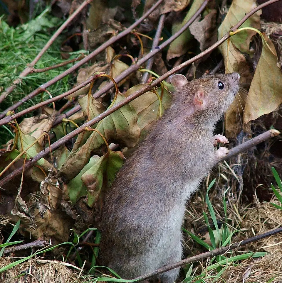 Bruine rat (Rattus norvegicus) rechtop tussen begroeiing op een erf