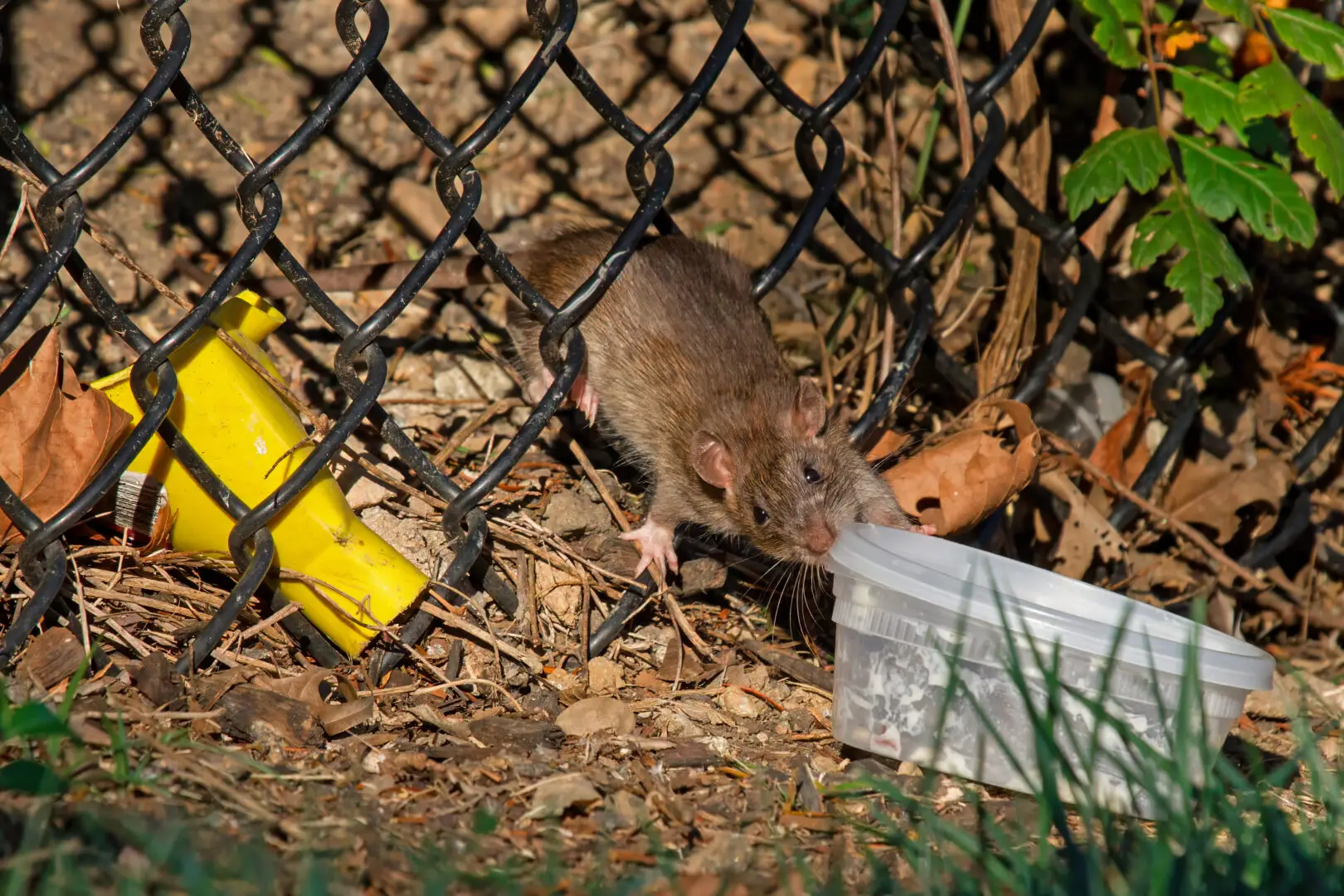 Bruine rat bij een achtergelaten voedselbakje in een stadspark