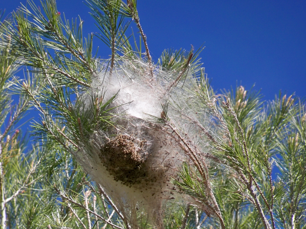 Wit nest van de dennenprocessierups (Thaumetopoea pityocampa) in de takken van een den