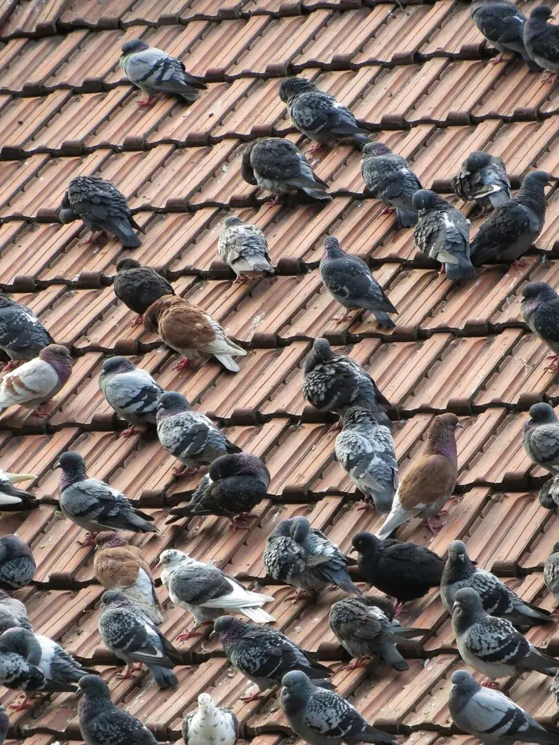 Duiven op de dakpannen van een woonhuis