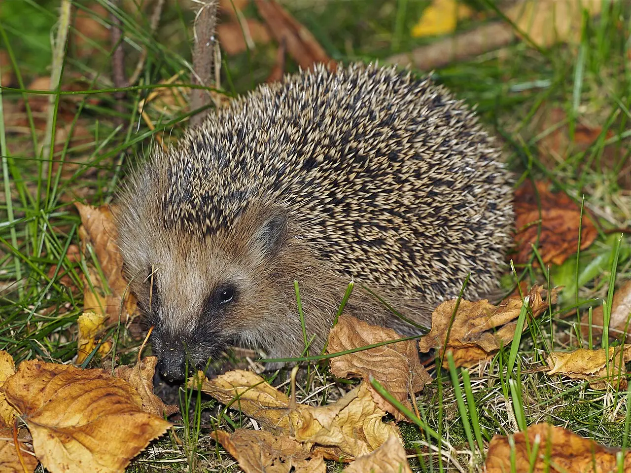 Europese egel in het gras, een beschermde soort die regelmatig op bedrijfsterreinen voorkomt