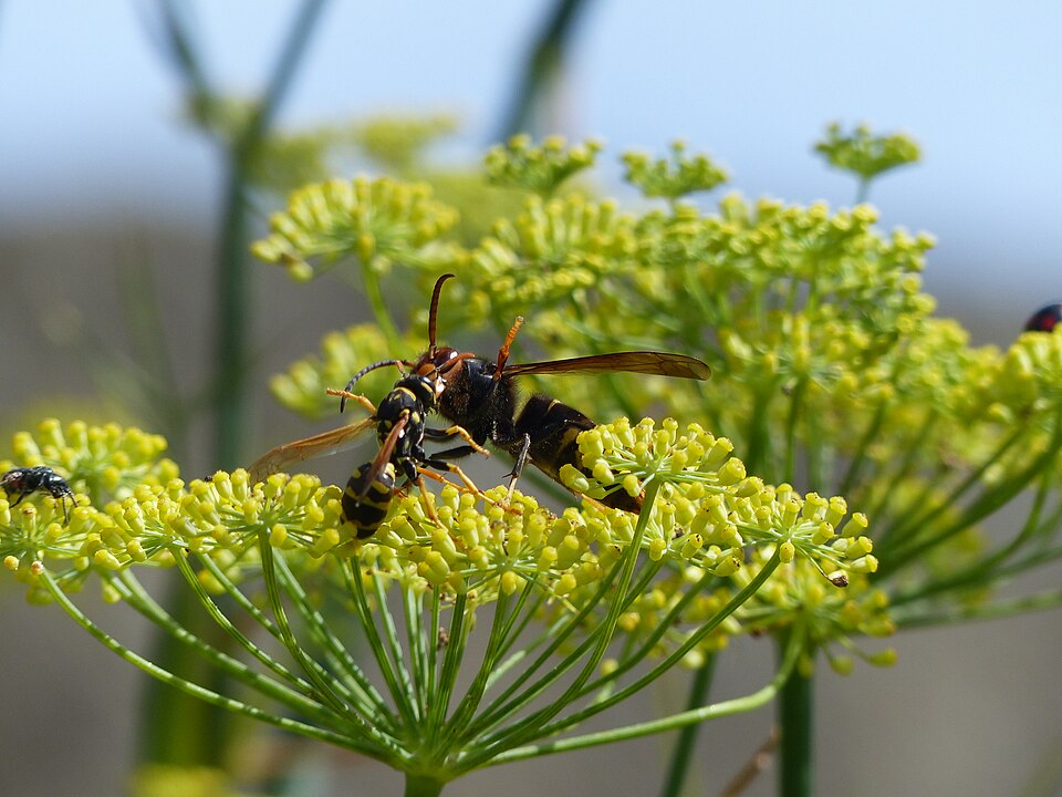 Geelpoothoornaar (Vespa velutina) die een wesp buit maakt op een bloeiende plant