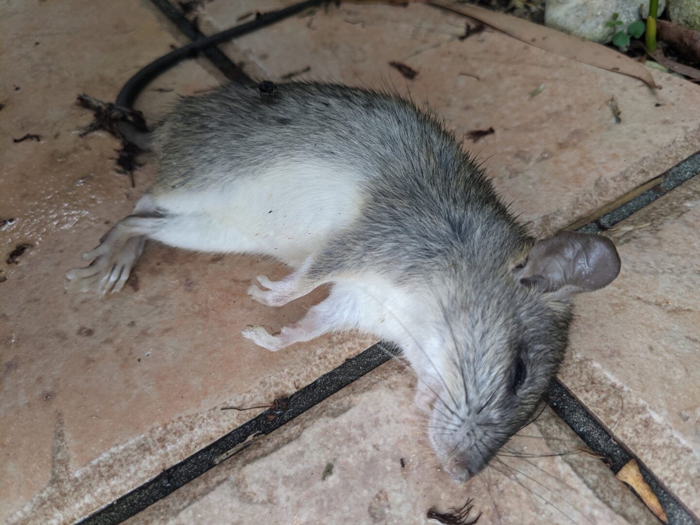 Huismuis (Mus musculus) op de grond, de plaagdiersoort die bij horeca en winkels het vaakst tot problemen leidt