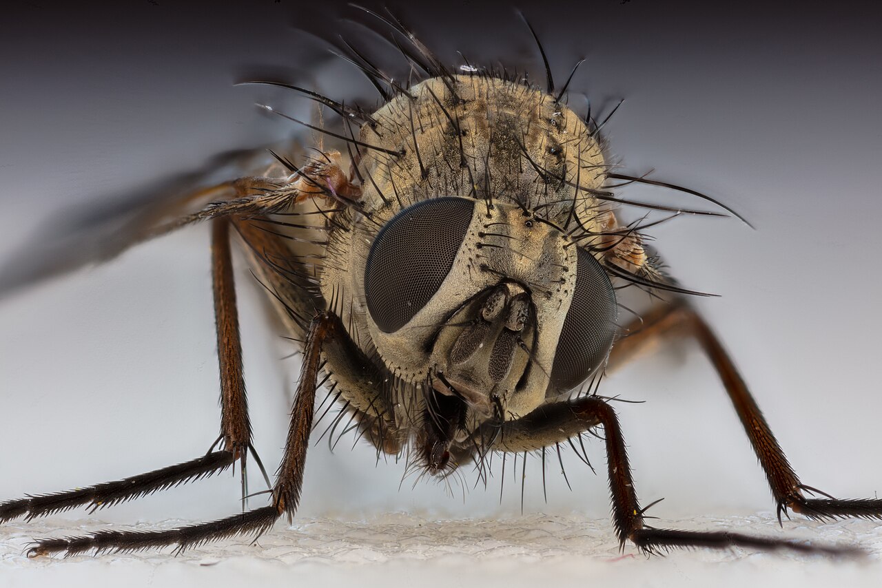 Huisvlieg (Musca domestica) van dichtbij op een lichte ondergrond