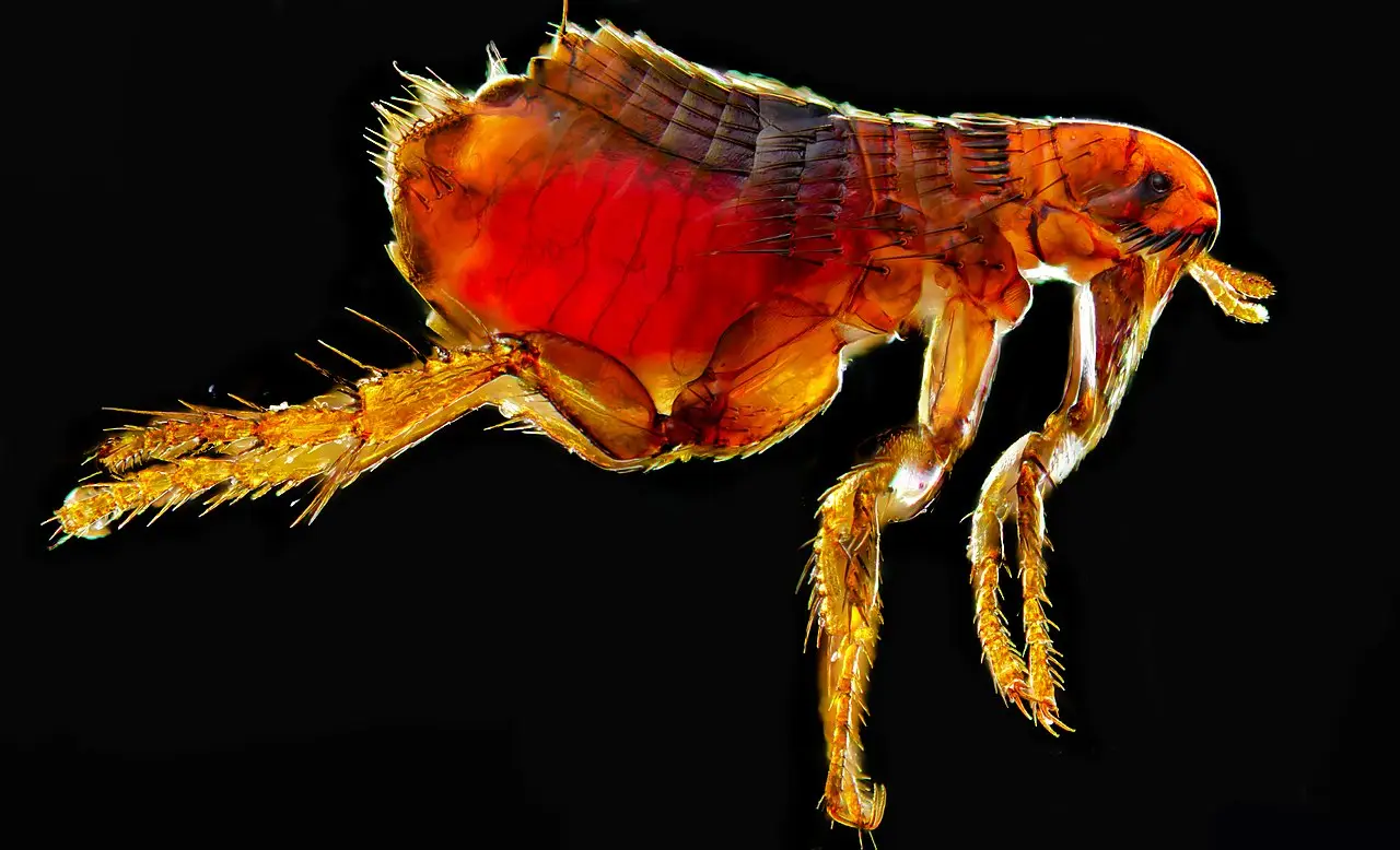Kattenvlo (Ctenocephalides felis) sterk vergroot onder de microscoop, zijaanzicht