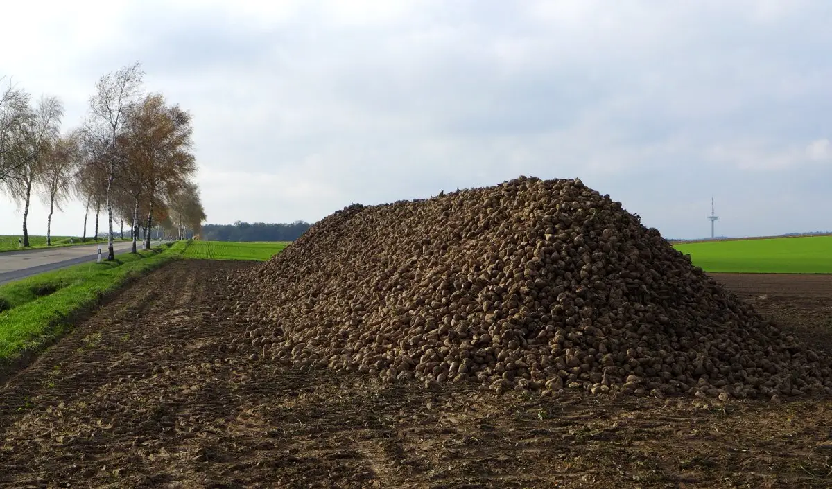 Hoop suikerbieten langs een akker na het rooien