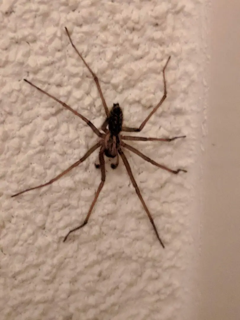 Gewone huisspin (Eratigena atrica) tegen een muur in Noordwijk