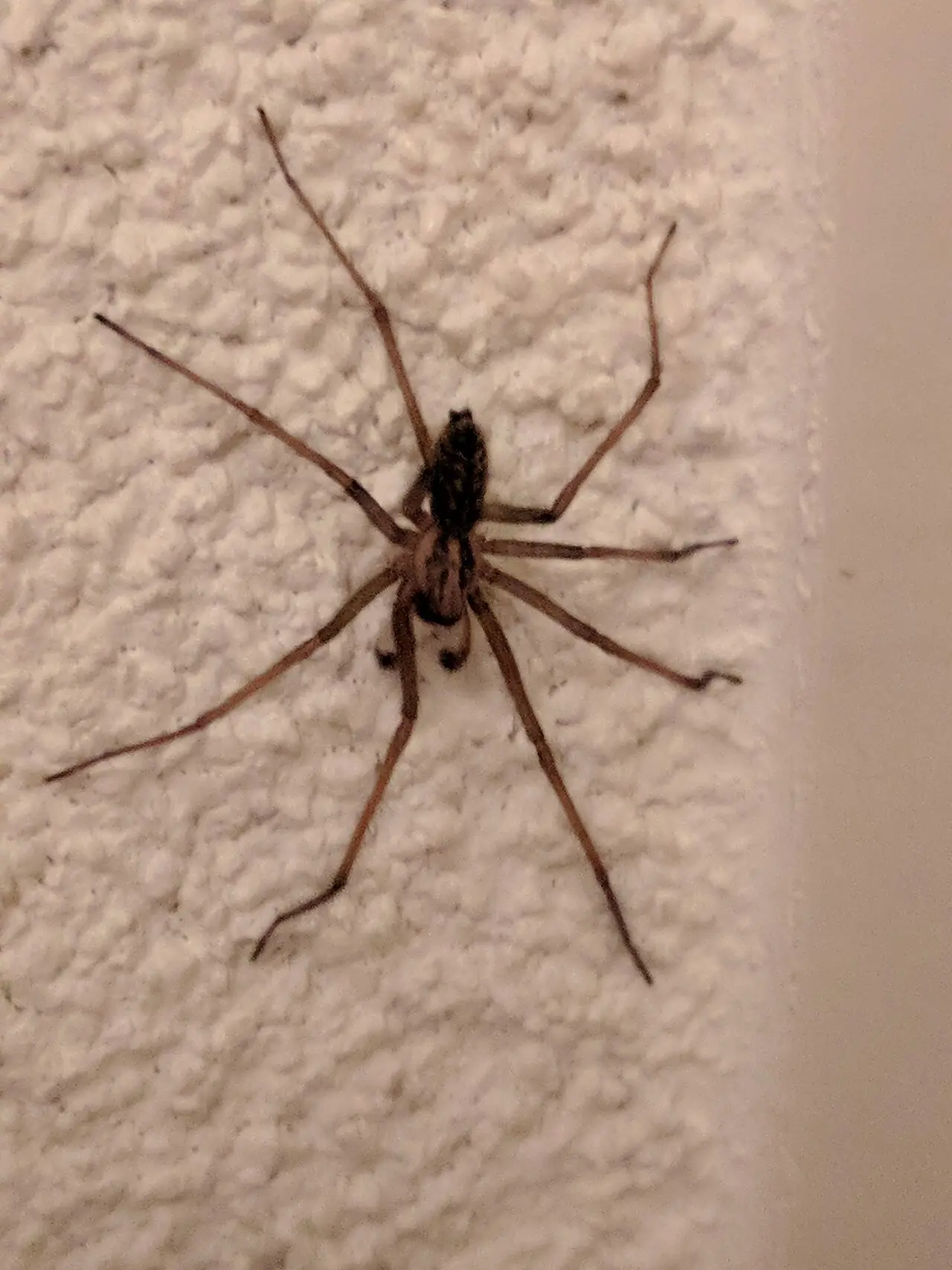 Gewone huisspin (Eratigena atrica) tegen een muur in Noordwijk