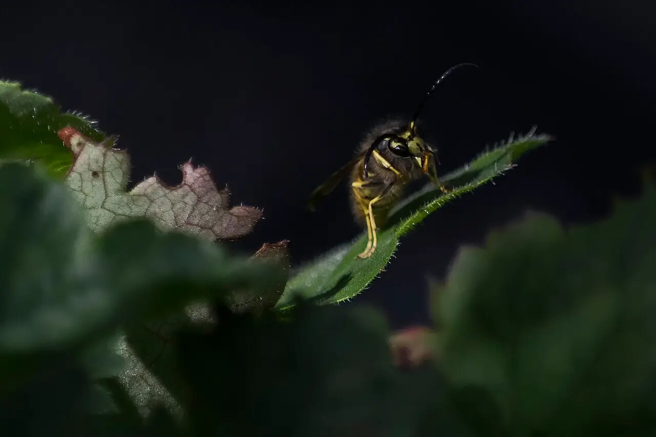 Gewone wesp (Vespula vulgaris) zittend op een blad