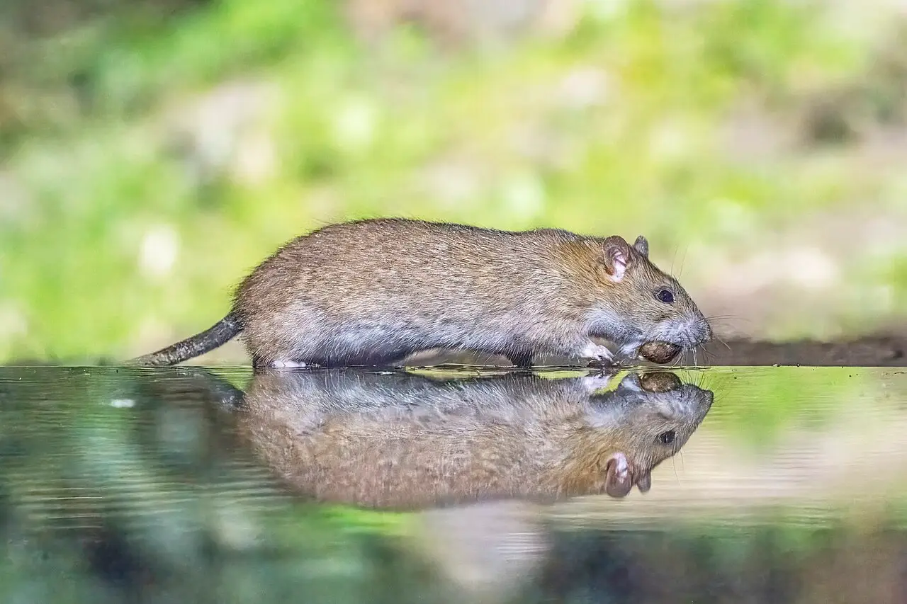 Bruine rat (Rattus norvegicus) in Drenthe