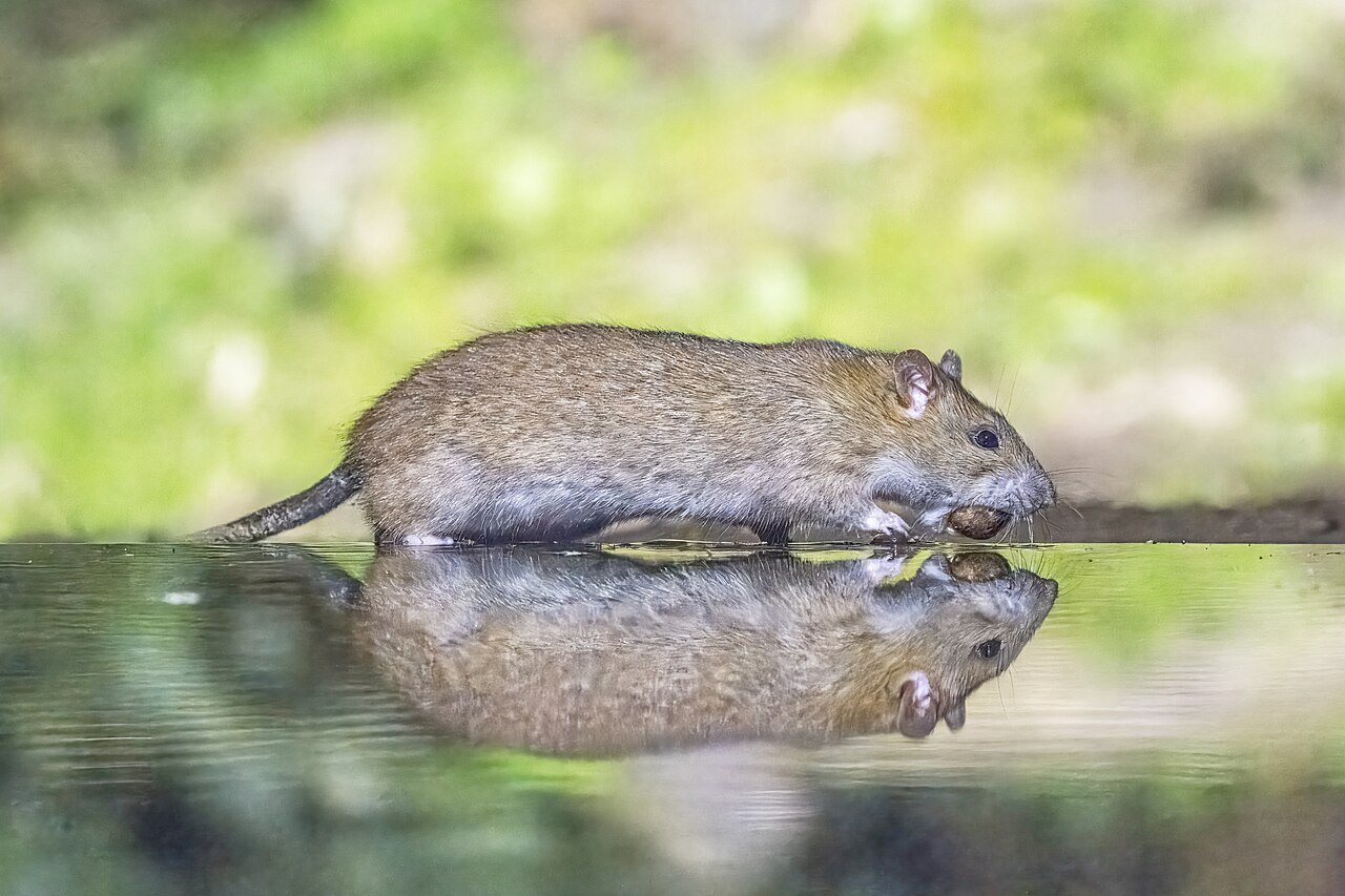 Bruine rat in een groene omgeving in Drenthe
