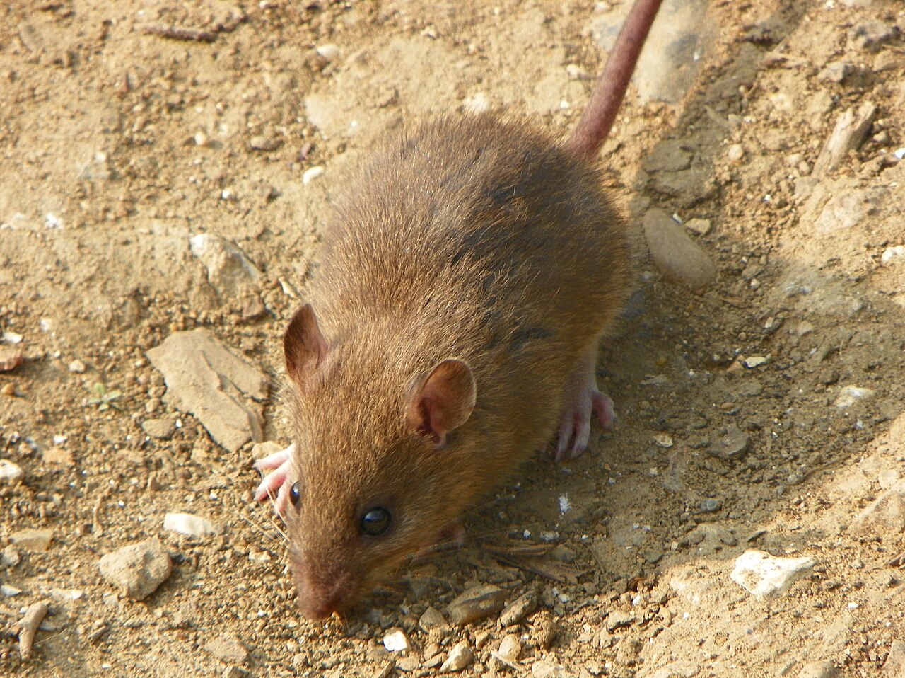 Bruine rat op de grond, zoekend naar voedsel