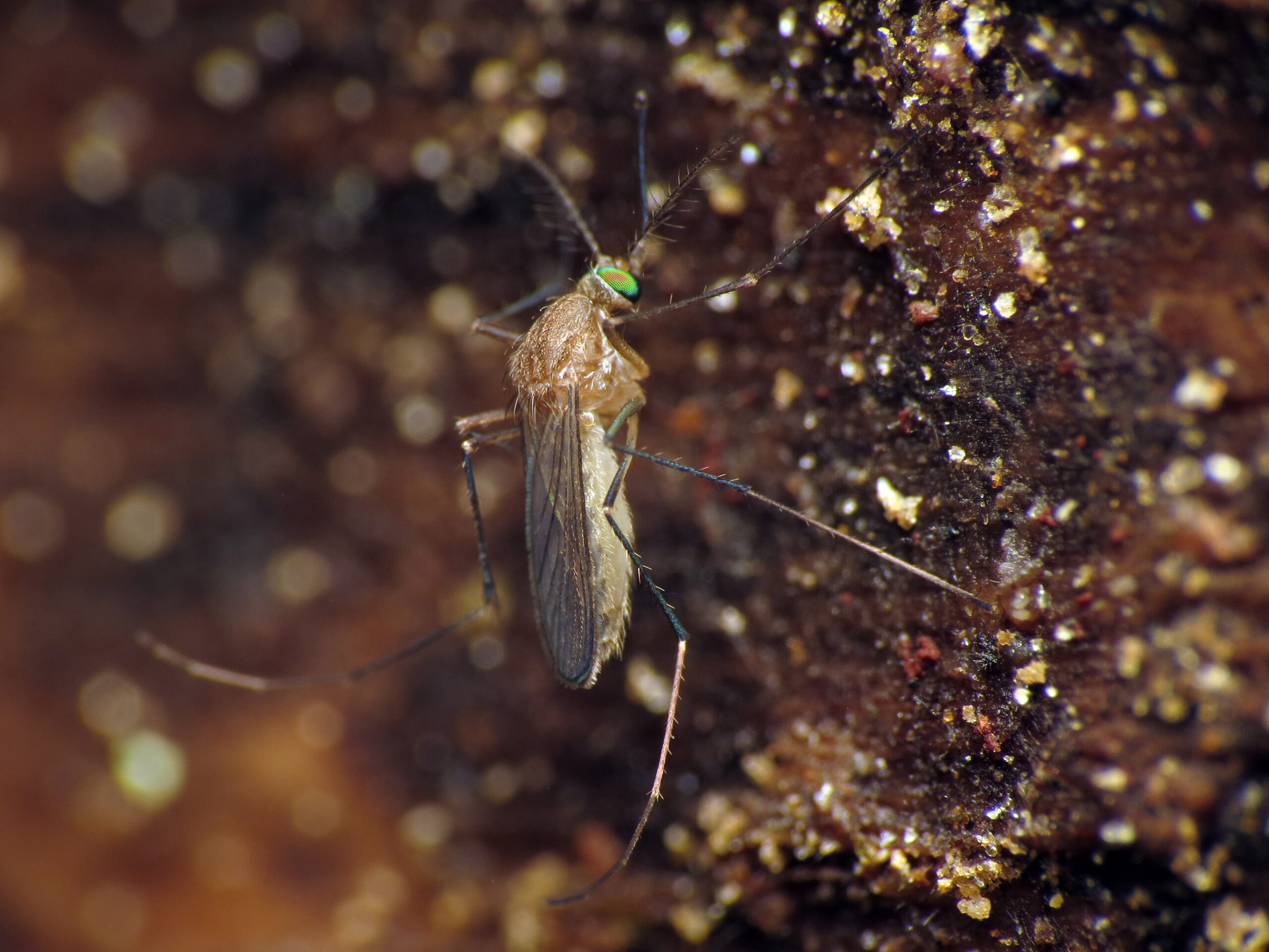 Gewone steekmug of huissteekmug (Culex pipiens) van dichtbij op een ondergrond