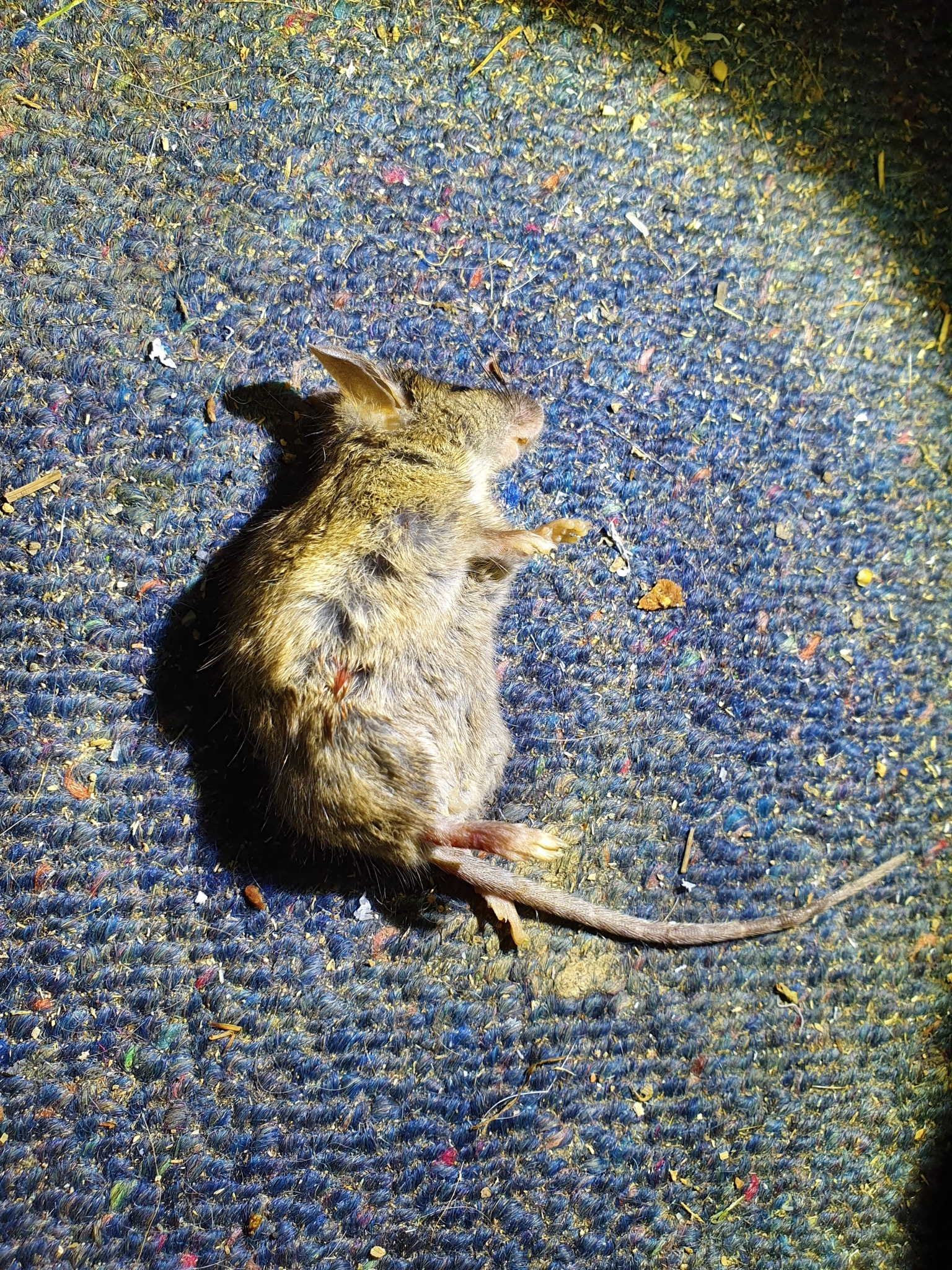 Huismuis die rechtop zit, de muizensoort die vaak in winkels en horecazaken wordt aangetroffen