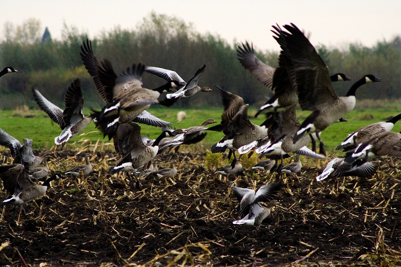 Groep grauwe ganzen en Canadese ganzen op een grasveld in Nederland