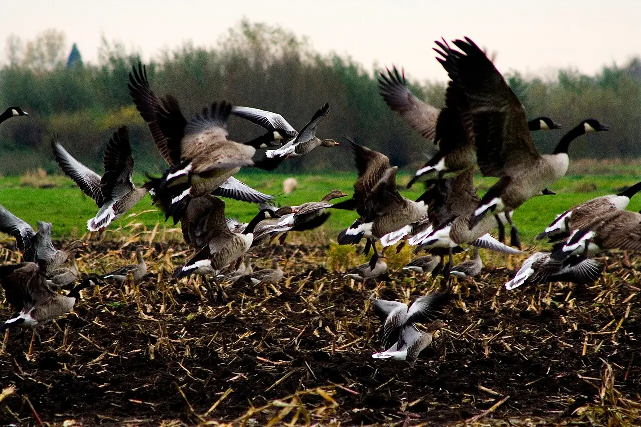 Groep grauwe ganzen en Canadese ganzen op een grasveld in Nederland