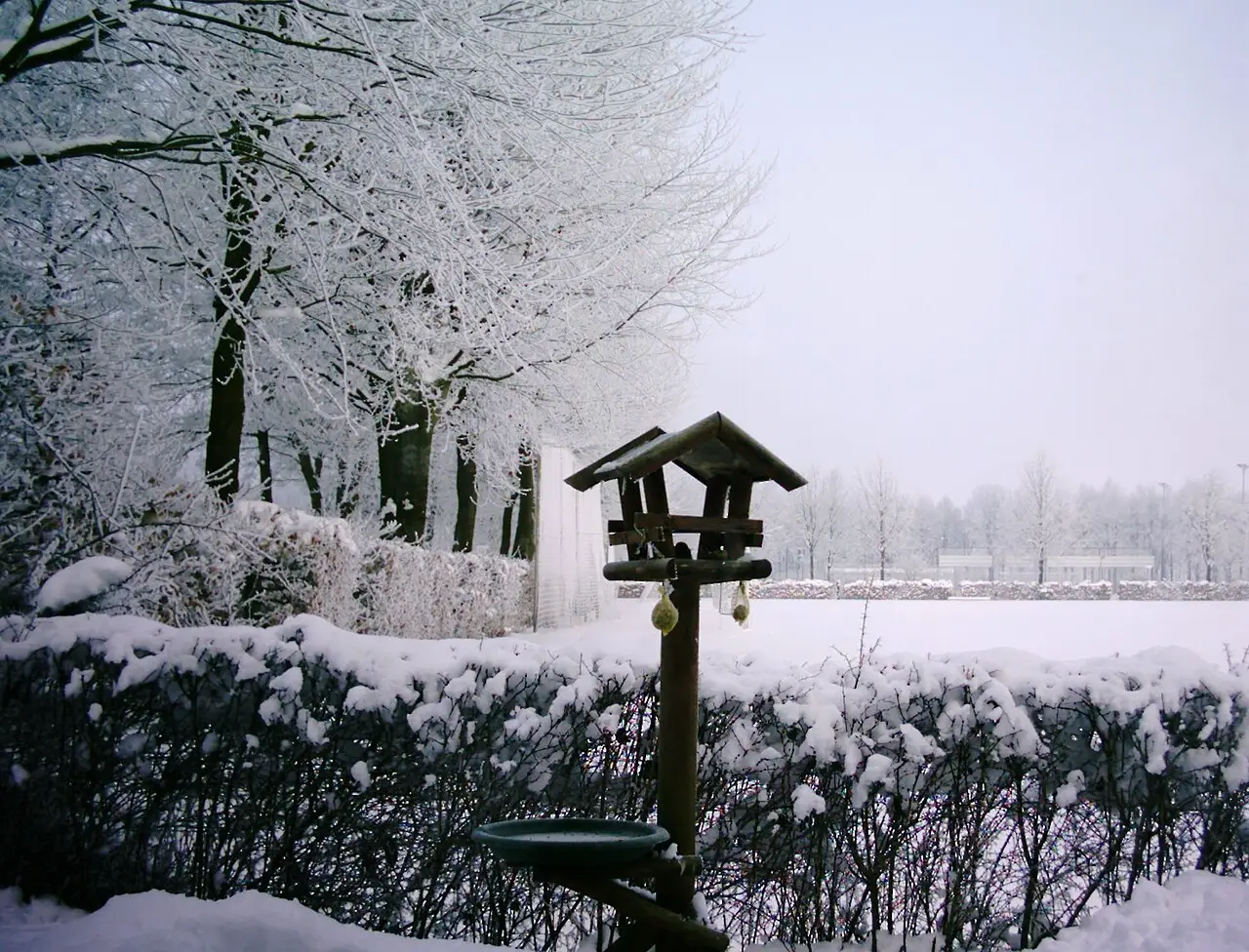 Vetbollen als wintervoer voor tuinvogels