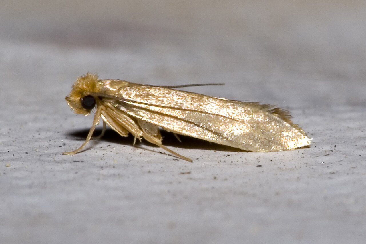 Kledingmot (Tineola bisselliella) op een vlak oppervlak
