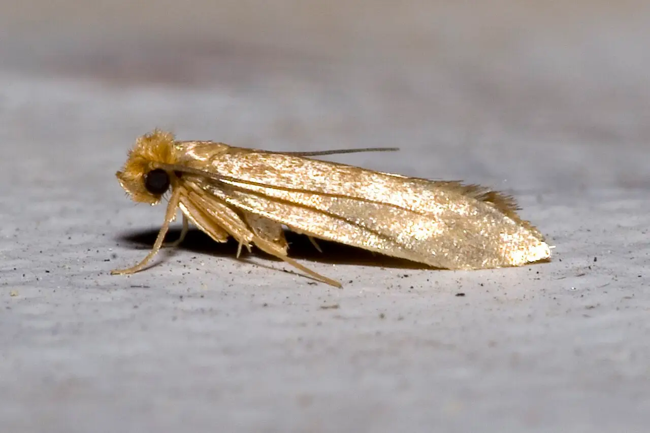 Kledingmot (Tineola bisselliella) op een vlak oppervlak